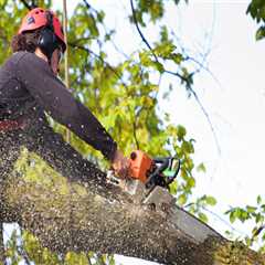 Essential Tips for Choosing a Reputable Tree Trimming and Pruning Service
