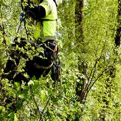 Avoiding Common Mistakes in Tree Trimming and Pruning: A Comprehensive Guide
