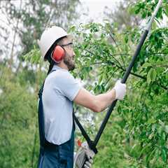 Understanding the Risks and Dangers of Tree Trimming and Pruning