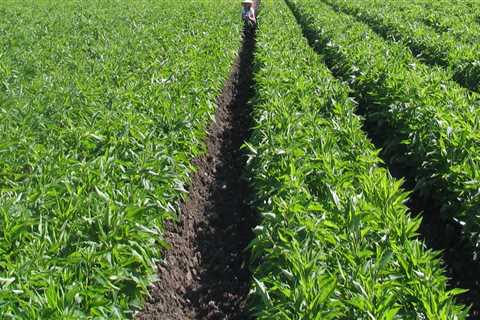 Exploring the Agricultural Landscape: Crops Grown by Farmers in Waxhaw, North Carolina