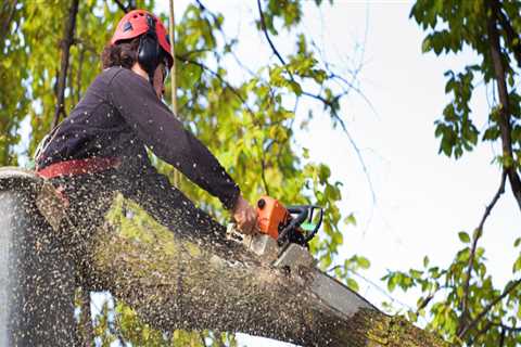 Essential Tips for Choosing a Reputable Tree Trimming and Pruning Service