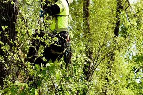 Avoiding Common Mistakes in Tree Trimming and Pruning: A Comprehensive Guide