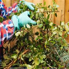 Essential Safety Precautions for Effective Tree Management