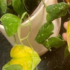 Recognizing the Signs of Overwatering in Your Indoor Plants