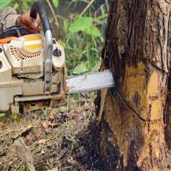 Understanding Tree Management Regulations and Permits for Removal and Pruning