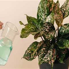 The Essential Guide to Fertilizing Your Indoor Plants