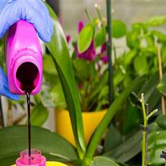 Essential Orchid Care Tips: Using Water-Soluble Fertilizers Effectively