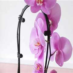 Essential Orchid Care Tips: Ensuring Your Orchid Gets the Right Humidity
