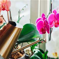 Watering Orchids: Is Tap Water Safe for Your Plants?