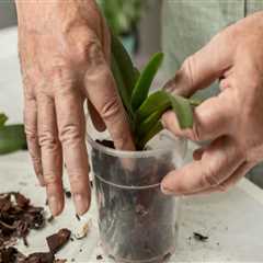 Essential Orchid Care Tips: Mastering the Art of Pruning