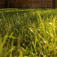 The Essential Guide to Lawn Fertilization: Timing and Techniques for a Lush Lawn