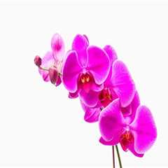 Essential Orchid Care Tips: Understanding Fertilization Needs