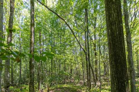 Understanding Tree Management: Practices, Benefits, and Best Strategies