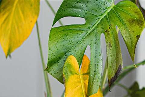 Essential Tips for Protecting Your Indoor Plants from Pests