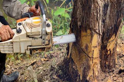 Understanding Tree Management Regulations and Permits for Removal and Pruning