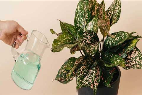 The Essential Guide to Fertilizing Your Indoor Plants