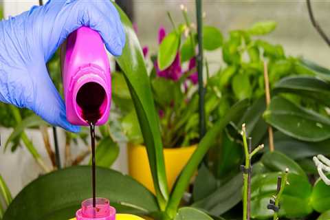 Essential Orchid Care Tips: Using Water-Soluble Fertilizers Effectively
