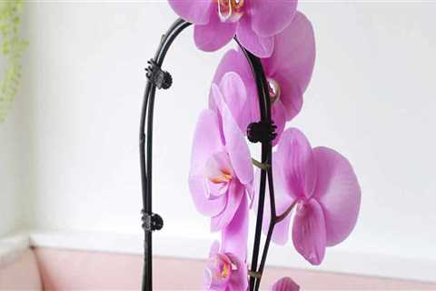 Essential Orchid Care Tips: Ensuring Your Orchid Gets the Right Humidity
