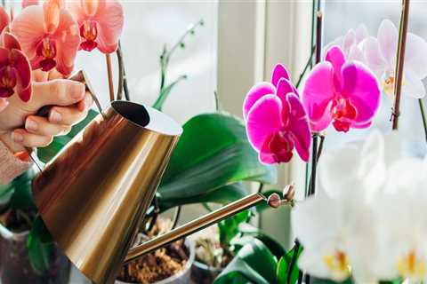 Watering Orchids: Is Tap Water Safe for Your Plants?