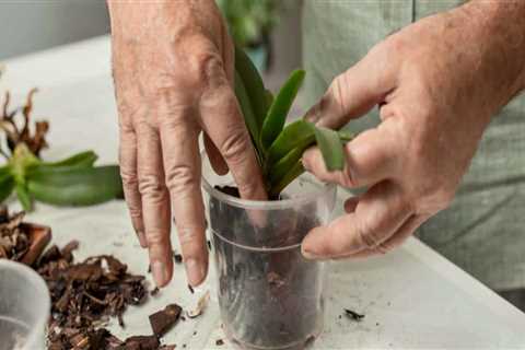 Essential Orchid Care Tips: Mastering the Art of Pruning