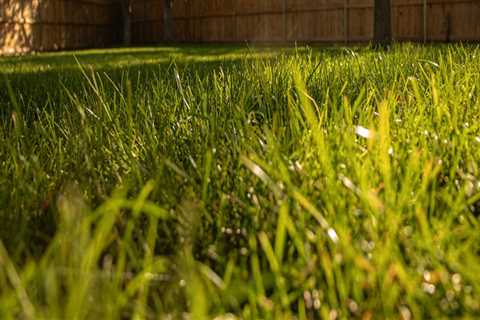 The Essential Guide to Lawn Fertilization: Timing and Techniques for a Lush Lawn