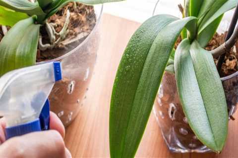 Essential Orchid Care Tips: Should You Mist Your Orchid's Leaves?