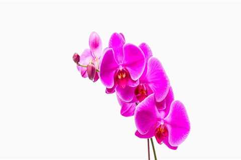 Essential Orchid Care Tips: Understanding Fertilization Needs