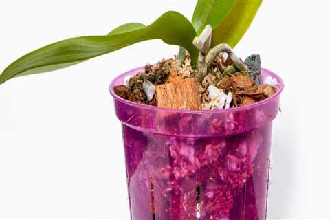 Essential Orchid Care Tips for Thriving Plants