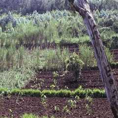 Enhancing Soil Fertility Through Agroforestry Systems