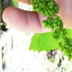 Essential Fertilizers for Successful Grape Farming