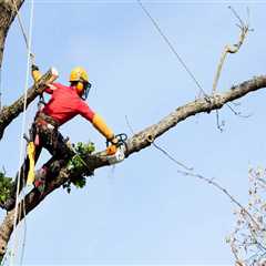 Understanding the Timeframe for Tree Branch Removal