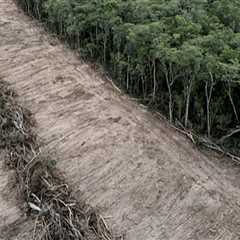 Understanding the Environmental Impact of Tree Branch Removal