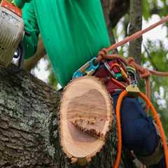 Understanding the Costs of Tree Branch Removal: What You Need to Know