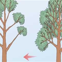 A Step-by-Step Guide to Safely Removing Tree Branches