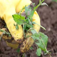 Effective Strategies for Weeding Your Garden: A Comprehensive Approach to Garden Maintenance