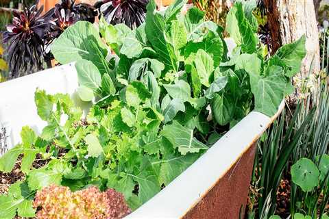 Natural Methods to Enhance Soil Fertility for Thriving Gardens