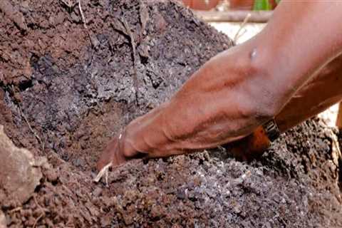 The Vital Role of Soil Fertility in Sustainable Agriculture