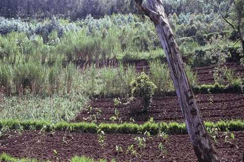 Enhancing Soil Fertility Through Agroforestry Systems