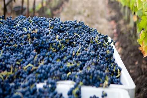 Understanding the Lifespan of Grape Vines in Grape Farming