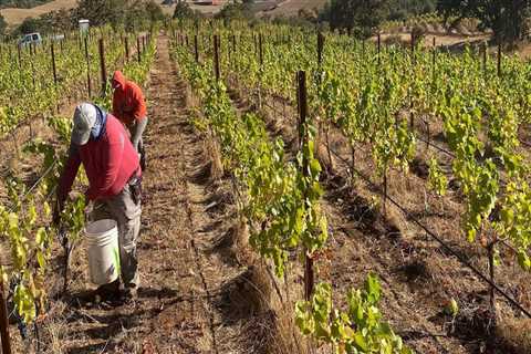 Exploring America's Top Wine Regions for Grape Farming