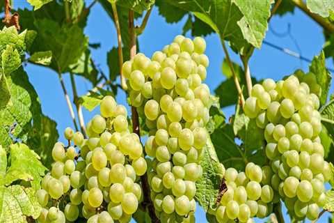 A Step-by-Step Guide to Planting Grape Vines for Successful Grape Farming