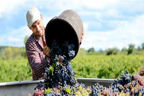 Effective Marketing Strategies for Grape Farmers: Selling Your Harvest