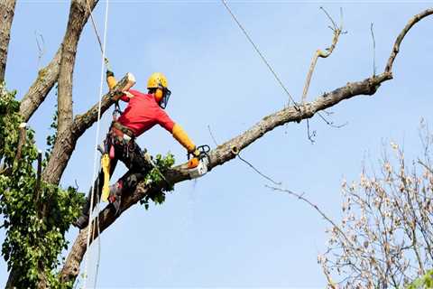 Understanding the Timeframe for Tree Branch Removal