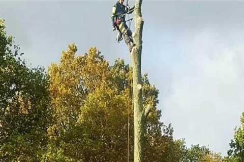 Can You Trim a Tree Branch Instead of Removing It Completely?