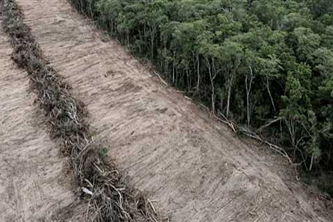 Understanding the Environmental Impact of Tree Branch Removal