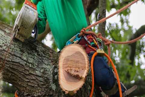 Understanding the Costs of Tree Branch Removal: What You Need to Know