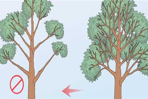 A Step-by-Step Guide to Safely Removing Tree Branches