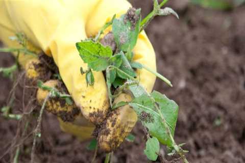 Effective Strategies for Weeding Your Garden: A Comprehensive Approach to Garden Maintenance