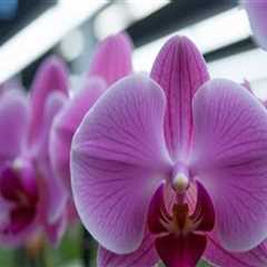 Enhance Your Garden with Orchid Care and Low Voltage Lighting in Austin