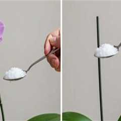 Enhancing Orchid Growth with the Right Tools and Care Approach